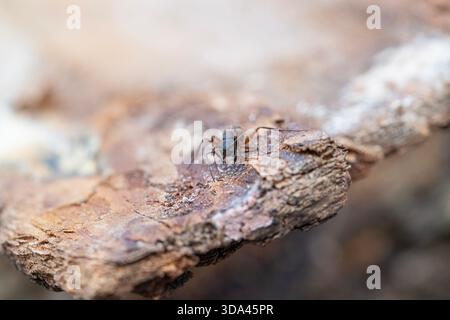 Black and Red Carpenter Ant Closeup Stock Photo