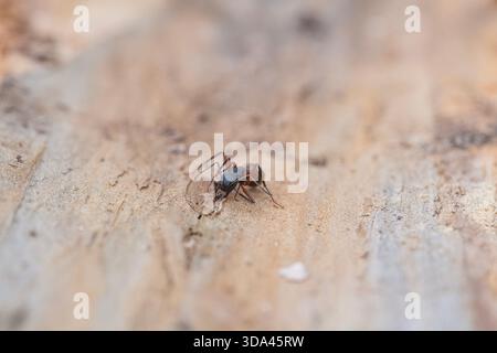 Closeup of a Carpenter Ant Chewing on Wood Stock Photo