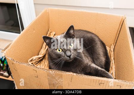 Gray Cat Sitting in Cardboard Box with Shredded Paper Stock Photo