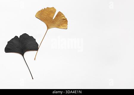 Two artistic ginkgo leaves, one painted gold and the other black, elegantly lie on a pristine white background. This minimalistic composition enhances Stock Photo