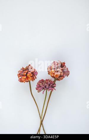 Dried flowers with intricate textures and warm colors elegantly placed against a clean white backdrop Stock Photo