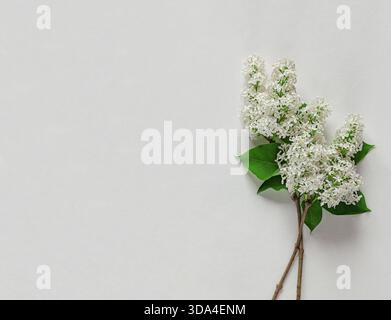 A beautiful arrangement of white lilac flowers placed against a white backdrop on a wooden surface, highlighting their delicate petals and vibrant gre Stock Photo