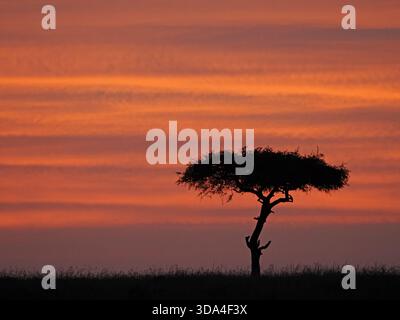 banded evening sky of an African sunset creates a strong silhouette of a typical gnarled tree in the Masai Mara Conservancies, Kenya, Africa Stock Photo