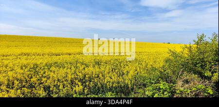 Blooming yellow rapeseed field contrasting beautifully with the bright blue summer sky Stock Photo