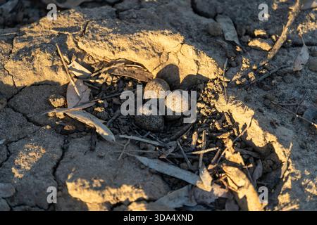 Three Black-fronted Dotterel (Elseyornis melanops) eggs laying in nest on edge of waterhole, Coopers Creek, Western Queensland Stock Photo
