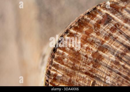 Surface of a tree trunk showing bark, natural wood grain, growth patterns, resin, and worn textures in warm brown and beige tones. Stock Photo
