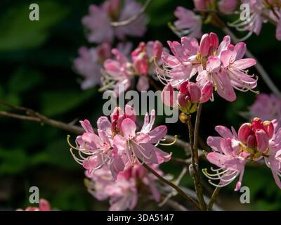 Rhododendron vaseyi, known as pinkshell azalea or Vasey Rhododendron, with delicate pink blossoms glowing in gentle backlight. Ornamental spring shrub Stock Photo