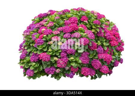 Large hydrangea macrophylla bush with vivid pink and purple blooms isolated on white. Perfect for botanical, floral, garden, and design projects. Stock Photo