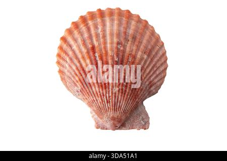 Red scallop seashell isolated on white. Ideal for beach, ocean, coastal, marine, and decorative design projects. Stock Photo
