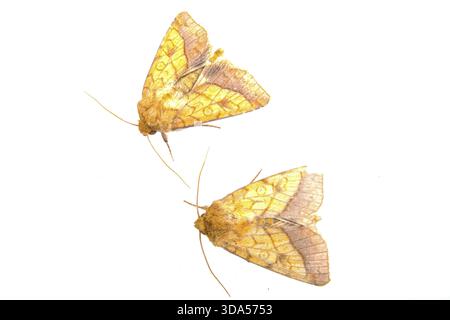 Two brown moths isolated on a white background Stock Photo