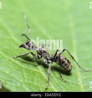 Close up Black Carpenter Ant (Camponotus pennsylvanicus) on a green leaf, taken in Thailand Stock Photo