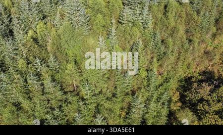 Aerial view of dense coniferous forest bordering a calm lake in ...