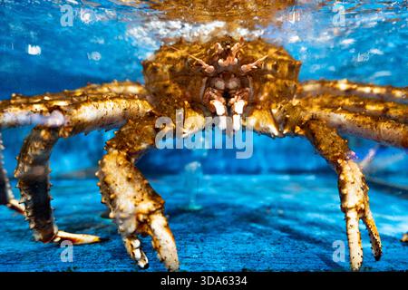 Live king crabs for sale in a tank in the seafood section of an Asian Chinese supermarket Stock Photo