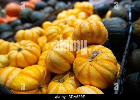 Orange pumpkins on the ground at a market, ready for the autumn harvest season and Halloween decoration Stock Photo