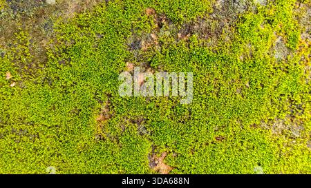 Vibrant Green Moss and Lichen Growing on Rough Wet Stone Wall Surface Stock Photo