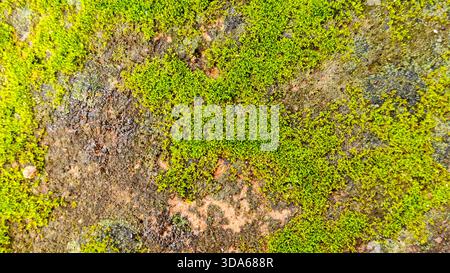 Vibrant Green Moss and Lichen Growing on Rough Wet Stone Wall Surface Stock Photo