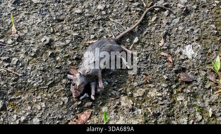 Dead Rat or Small Mouse on Rough Asphalt or Concrete Road Surface Stock Photo