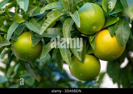 Grapefruits on tree in autumn ripening naturally showing green and yellow Stock Photo