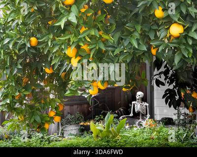 A backyard orange tree heavy with fruit frames a seated skeleton prop, a playful mix of harvest and Halloween. Stock Photo
