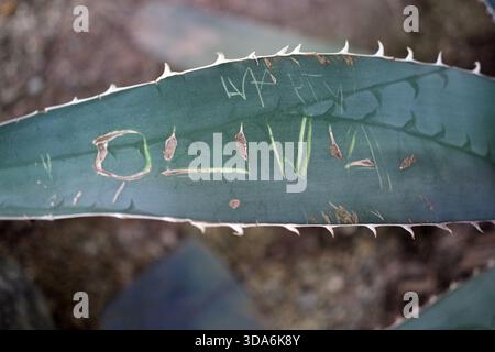 Side view of an agave leaf displaying etched scratches and small spines along the edge, blurred background, natural light. Stock Photo