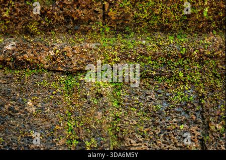 Old laterite stone wall texture close up green moss small plants growing cracks ancient masonry surface grunge background nature architecture weathere Stock Photo
