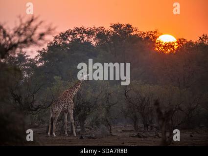 View of a giraffe silhouetted against a vibrant sunset, its long neck reaching towards the fiery sky in Kruger National Park, Mpumalanga, South Africa Stock Photo