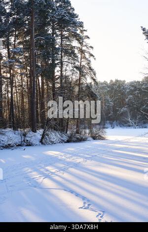 Snow-covered frozen lake bordered by tall pine trees, with sunlight streaming through branches and creating long dramatic shadows across the ice. Stock Photo