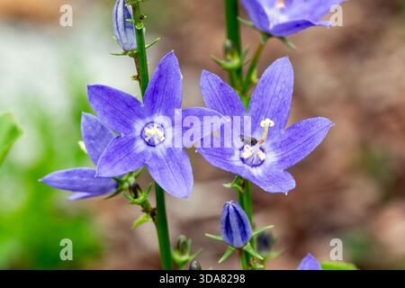 Campanula pyramidalis a summer flowering plant with a blue summertime flower commonly known as chimney bellflower, gardening stock photo image Stock Photo