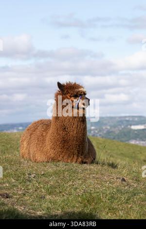 A single brown Alpaca Lama pacos lying down on the top of a grassy West Yorkshire hillside in summer Stock Photo