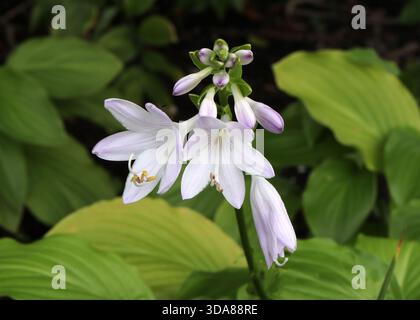 Fragrant Plantain Lily or August Lily, Hosta plantaginea "Honeybells", Asparagaceae. China, Asia. Stock Photo