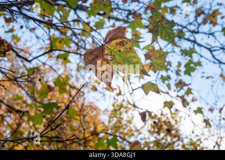 Autumn Leaves Background London – Golden Plane Tree Foliage Against Sky for Seasonal Texture Stock Photo