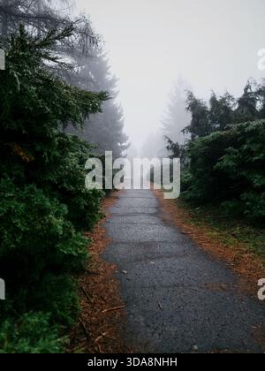 Park path through evergreen bushes in dense fog. Asphalt path is bordered on both sides by lush, deep-green foliage and dense bushes. Stock Photo