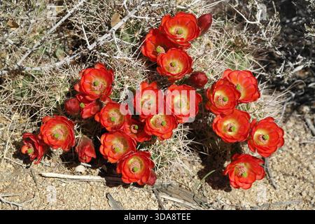 Flower of Claret Cup Cactus Stock Photo