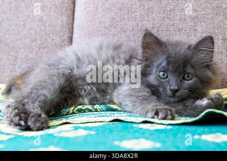 Fluffy gray kitten lounging on teal blanket, relaxed on soft couch, wide green eyes, fluffy fur spread across patterned Stock Photo