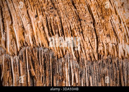 Macro close-up of rough tree bark texture showing natural lines and patterns. Stock Photo