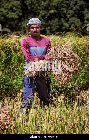 Farmers harvesting rice in rice field in Vietnam. Farmer caring a bag ...
