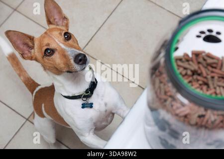 Jack Russell Terrier, one year old puppy, juvenile, jumping up at jar of treats Stock Photo