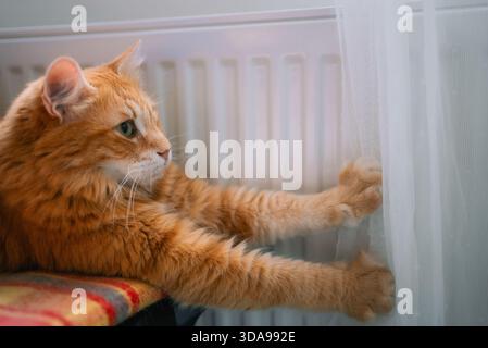 Ginger cat stretching its front paws against a sheer white curtain next to a white radiator, engaged in playful behavior as a domestic feline exploring home environment Stock Photo