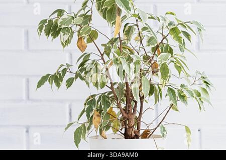 Variegated ficus benjamina houseplant in a white pot against a painted brick wall, showing yellow dry leaves and sparse branches as signs of indoor pl Stock Photo