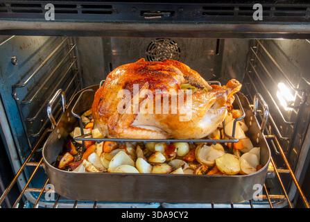 Thanksgiving  Holiday Turkey cooking in roasting pan on rack  in oven with colorful cut vegetables  and  bread stuffing USA Stock Photo