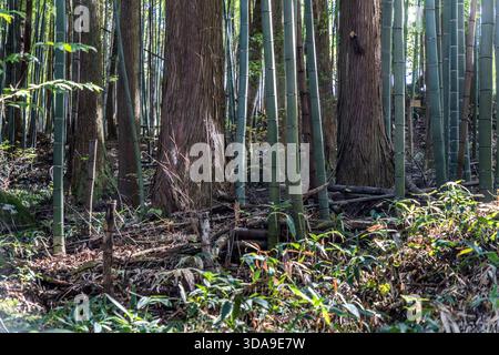 A dense bamboo grove with intertwined cedar trees in autumn; bamboo and Japanese cedar (sugi) together characterise the forests of the Kiso Valley, Agematsu, Nagano Prefecture, Japan Stock Photo