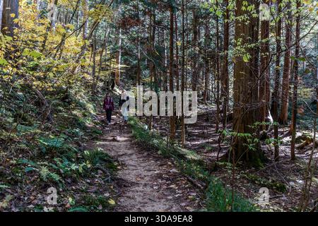 Two female walkers on a narrow forest path through a tall Sugi cedar forest with autumnal undergrowth; the path leads through the Akasawa Recreational Forest, Agematsu, Nagano Prefecture, Japan Stock Photo