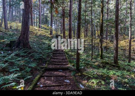 Wooden steps lead up a wooded slope through a dense stand of cedar and spruce; ferns and patches of moss cover the ground along the footpath in the Akasawa Recreational Forest, Agematsu, Nagano Prefecture, Japan Stock Photo