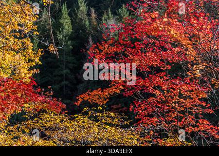 A red Japanese maple against the dark green backdrop of a cedar and spruce forest; the contrast between deciduous and coniferous trees is characteristic of the autumn landscape in the Kiso Valley, Agematsu, Nagano Prefecture, Japan Stock Photo