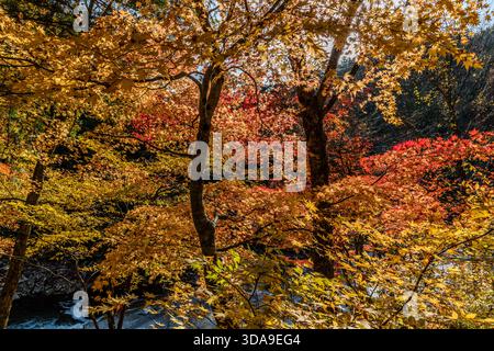 Maple trees in autumnal colours along the banks of the Kiso River, ablaze with gold and red; the riverbank near Agematsu is a popular destination during the Momiji season in November, Agematsu, Nagano Prefecture, Japan Stock Photo