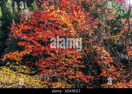 A Japanese maple in full autumnal red, bathed in sunlight against a backdrop of coniferous forest; in the Kiso Valley, the autumn colour zones at different altitudes overlap, Agematsu, Nagano Prefecture, Japan Stock Photo