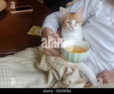 A small yellow-and-white kitten rests peacefully on its owner’s stomach, while she drinks tea Stock Photo