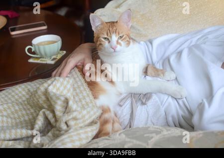 A small yellow-and-white cat rests peacefully on its owner’s lap, enjoying the warmth and comfort Stock Photo