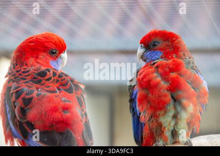 Pair of Crimson Rosella Parrots on Perch, Colorful Australian Birds Stock Photo