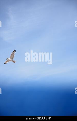 Single seagull flies in blue sky above blurred blue wind break Stock Photo